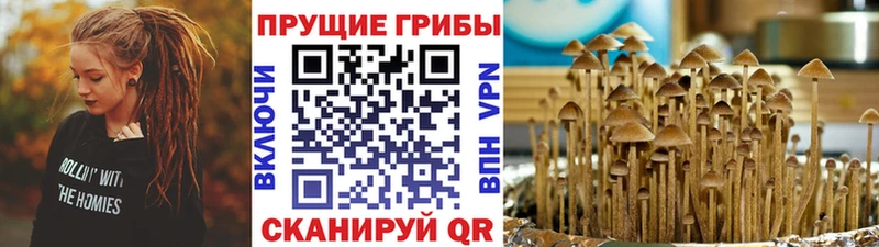 гидра онион  как найти наркотики  Грязовец  Псилоцибиновые грибы Cubensis 